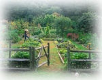 Le jardin potager